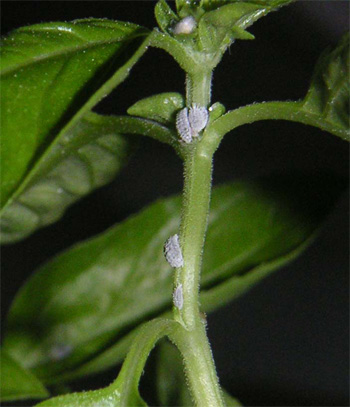 Mealybugs on Basil Plant