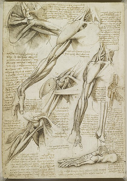 Leonardo anatomy study
