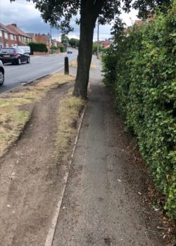 desire path from hedge too close to tree