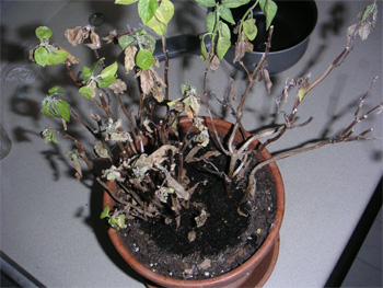 Basil Plant Killed by Mealybugs