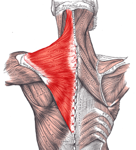 The Trapezius muscles help support your outstretched arms. Good for hugs.